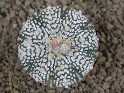 Astrophytum Super Kabuto X red flower akabana červený květ, 5,5 cm květináč - 12415347