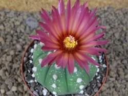 Astrophytum asterias X red flower akabana červený květ, 8 cm květináč - 12415349