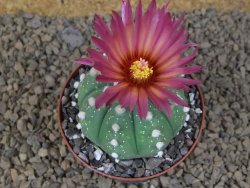 Astrophytum asterias X red flower akabana červený květ, 8 cm květináč - 12415350