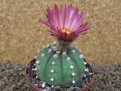 Astrophytum asterias X red flower akabana červený květ, 8 cm květináč - 12415351