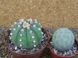 Astrophytum asterias X red flower akabana červený květ, 8 cm květináč - 12415352