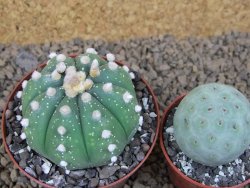 Astrophytum asterias X red flower akabana červený květ, 8 cm květináč - 12415353