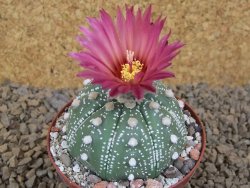 Astrophytum asterias X red flower akabana červený květ, 8 cm květináč - 12415356