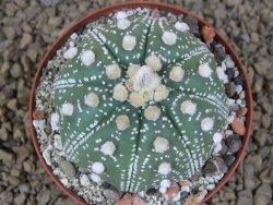 Astrophytum asterias X red flower akabana červený květ, 8 cm květináč - 12415358