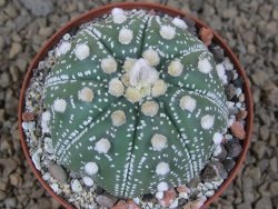 Astrophytum asterias X red flower akabana červený květ, 8 cm květináč - 12415359