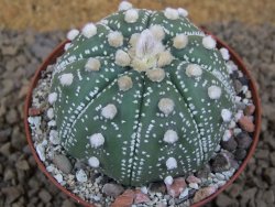 Astrophytum asterias X red flower akabana červený květ, 8 cm květináč - 12415360
