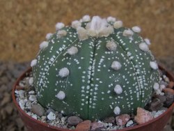 Astrophytum asterias X red flower akabana červený květ, 8 cm květináč - 12415361