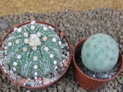 Astrophytum asterias X red flower akabana červený květ, 8 cm květináč - 12415363