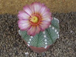 Astrophytum asterias X red flower akabana červený květ, 8 cm květináč - 12415365