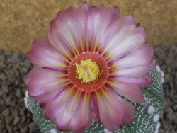 Astrophytum asterias X red flower akabana červený květ, 8 cm květináč - 12415366