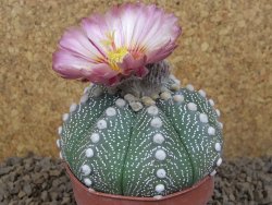 Astrophytum asterias X red flower akabana červený květ, 8 cm květináč - 12415367