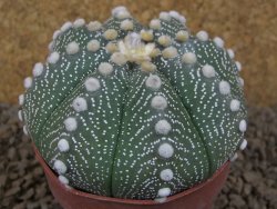 Astrophytum asterias X red flower akabana červený květ, 8 cm květináč - 12415368