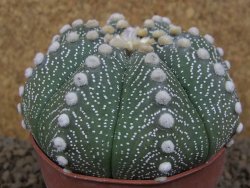 Astrophytum asterias X red flower akabana červený květ, 8 cm květináč - 12415369