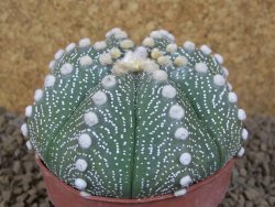 Astrophytum asterias X red flower akabana červený květ, 8 cm květináč - 12415370