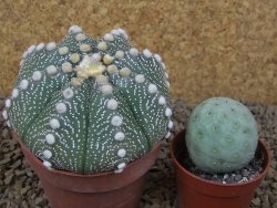 Astrophytum asterias X red flower akabana červený květ, 8 cm květináč - 12415371