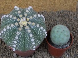 Astrophytum asterias X red flower akabana červený květ, 8 cm květináč - 12415372