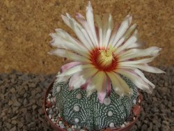 Astrophytum asterias X red flower akabana červený květ, 8 cm květináč - 12415374