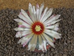 Astrophytum asterias X red flower akabana červený květ, 8 cm květináč - 12415375
