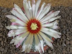 Astrophytum asterias X red flower akabana červený květ, 8 cm květináč - 12415376