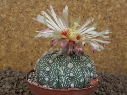 Astrophytum asterias X red flower akabana červený květ, 8 cm květináč - 12415377