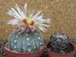 Astrophytum asterias X red flower akabana červený květ, 8 cm květináč - 12415378