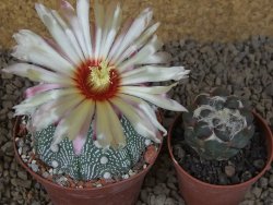 Astrophytum asterias X red flower akabana červený květ, 8 cm květináč - 12415379