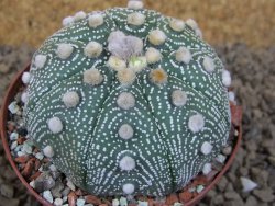 Astrophytum asterias X red flower akabana červený květ, 8 cm květináč - 12415380