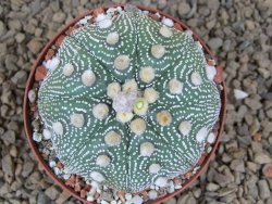 Astrophytum asterias X red flower akabana červený květ, 8 cm květináč - 12415381