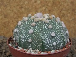 Astrophytum asterias X red flower akabana červený květ, 8 cm květináč - 12415382