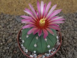 Astrophytum asterias nudum X red flower akabana červený květ, 6,5 cm květináč