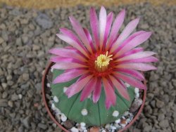 Astrophytum asterias nudum X red flower akabana červený květ, 6,5 cm květináč - 12415384