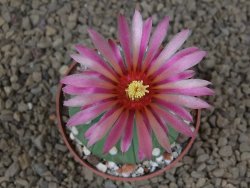 Astrophytum asterias nudum X red flower akabana červený květ, 6,5 cm květináč - 12415385