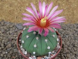 Astrophytum asterias nudum X red flower akabana červený květ, 6,5 cm květináč - 12415386