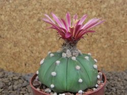 Astrophytum asterias nudum X red flower akabana červený květ, 6,5 cm květináč - 12415388