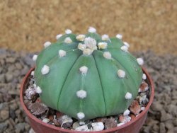 Astrophytum asterias nudum X red flower akabana červený květ, 6,5 cm květináč - 12415389