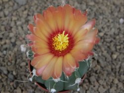 Astrophytum niveum X red flower akabana červený květ, 5,5 cm květináč - 12415391