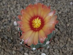 Astrophytum niveum X red flower akabana červený květ, 5,5 cm květináč - 12415392