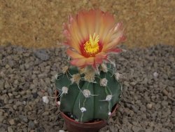 Astrophytum niveum X red flower akabana červený květ, 5,5 cm květináč - 12415393