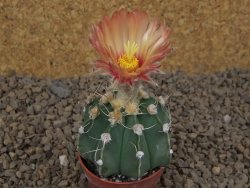 Astrophytum niveum X red flower akabana červený květ, 5,5 cm květináč - 12415394