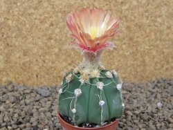 Astrophytum niveum X red flower akabana červený květ, 5,5 cm květináč - 12415395