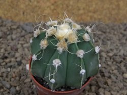 Astrophytum niveum X red flower akabana červený květ, 5,5 cm květináč - 12415396
