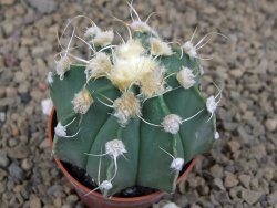 Astrophytum niveum X red flower akabana červený květ, 5,5 cm květináč - 12415397