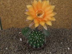 Echinopsis hybrid, květináč 7 cm - 12415398