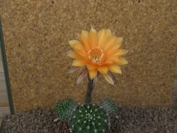 Echinopsis hybrid, květináč 7 cm - 12415399