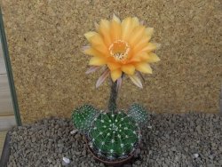Echinopsis hybrid, květináč 7 cm - 12415400