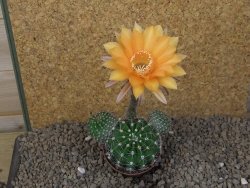 Echinopsis hybrid, květináč 7 cm - 12415401