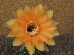 Echinopsis hybrid, květináč 7 cm - 12415403