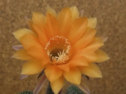 Echinopsis hybrid, květináč 7 cm - 12415404