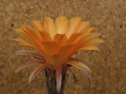 Echinopsis hybrid, květináč 7 cm - 12415405