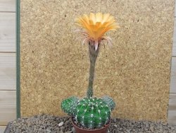 Echinopsis hybrid, květináč 7 cm - 12415406